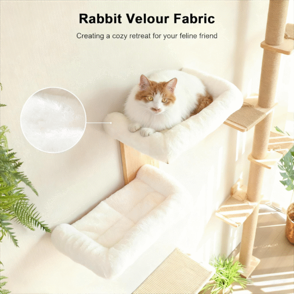 cat climb jump shelf